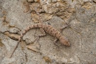 Tenuidactylus turcmenicus, Taloqan