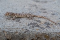 Tenuidactylus turcmenicus, Taloqan