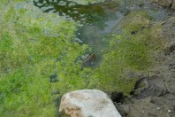 Pelophylax terentievi, Taloqan