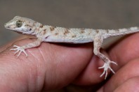 Tenuidactylus turcmenicus, Taloqan