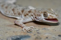 Tenuidactylus turcmenicus, Taloqan