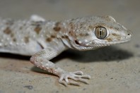 Tenuidactylus turcmenicus, Taloqan