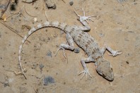 Tenuidactylus turcmenicus, Taloqan