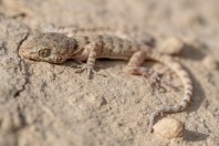 Tenuidactylus sp., Ab-e-Shor