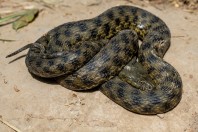 Natrix tessellata, Taloqan