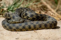 Natrix tessellata, Taloqan