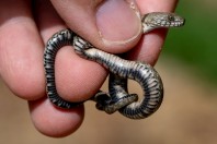 Natrix tessellata, Taloqan