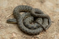 Natrix tessellata, Taloqan