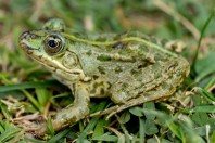 Pelophylax terentievi, Taloqan