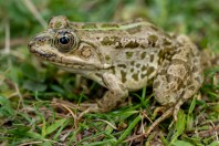 Pelophylax terentievi, Taloqan