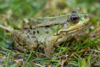 Pelophylax terentievi, Taloqan