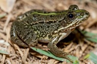 Pelophylax terentievi, Taloqan