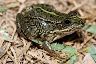 Pelophylax terentievi, Taloqan