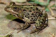 Pelophylax terentievi, Taloqan