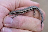 Ablepharus cf. himalayanus, Khujo, Warsaj