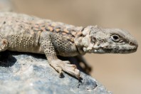 Paralaudakia himalayana, Frahkhani, Warsaj