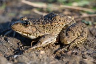 Pelophylax ridibundus, Archar