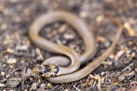 Eirenis modestus, Kalymnos