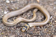 Eirenis modestus, Kalymnos