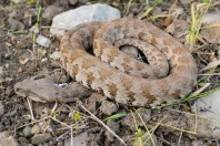 Macrovipera lebetinus, Qara Dagh Mts.