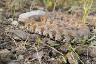 Macrovipera lebetinus, Qara Dagh Mts.