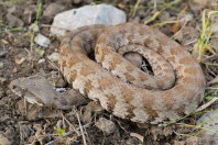 Macrovipera lebetinus, Qara Dagh Mts.