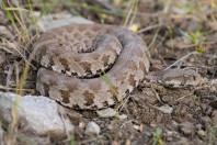 Macrovipera lebetinus, Qara Dagh Mts.