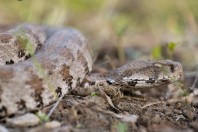 Macrovipera lebetinus, Qara Dagh Mts.