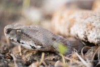 Macrovipera lebetinus, Qara Dagh Mts.