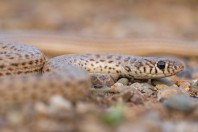 Eirenis punctatolineatus, Qara Dagh