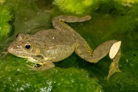 Pelophylax bedriagae, Qara Dagh