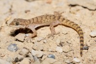 Mediodactylus sp., Qara Dagh