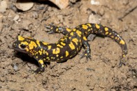 Salamandra infraimmaculata, Balkha