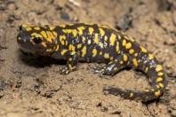 Salamandra infraimmaculata, Balkha