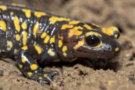 Salamandra infraimmaculata, Balkha