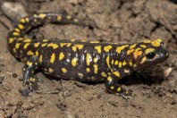 Salamandra infraimmaculata, Balkha