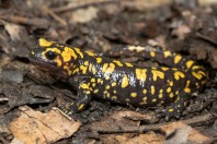 Salamandra infraimmaculata, Balkha