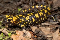 Salamandra infraimmaculata, Balkha