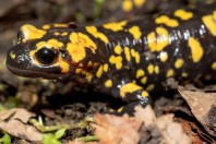 Salamandra infraimmaculata, Balkha