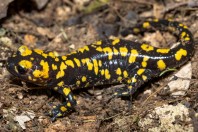 Salamandra infraimmaculata, Balkha