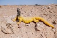 Uromastyx aegyptia, Khan ar Rahbah