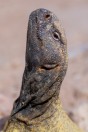 Uromastyx aegyptia, Khan ar Rahbah