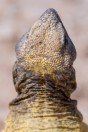 Uromastyx aegyptia, Khan ar Rahbah