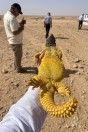 Uromastyx aegyptia, Khan ar Rahbah