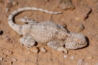 Trapelus agnetae, Khan ar Rahbah