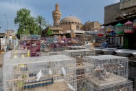 Animal market, Baghdad