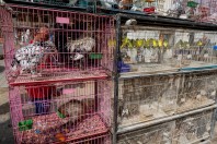 Animal market, Baghdad