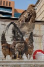 Animal market, Baghdad