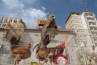 Animal market, Baghdad