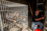 Animal market, Baghdad